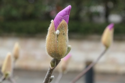 P1046253.jpg